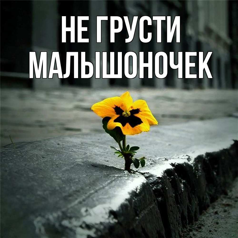 Открытка на каждый день с именем, Малышоночек Не грусти не сдавайся Прикольная открытка с пожеланием онлайн скачать бесплатно 