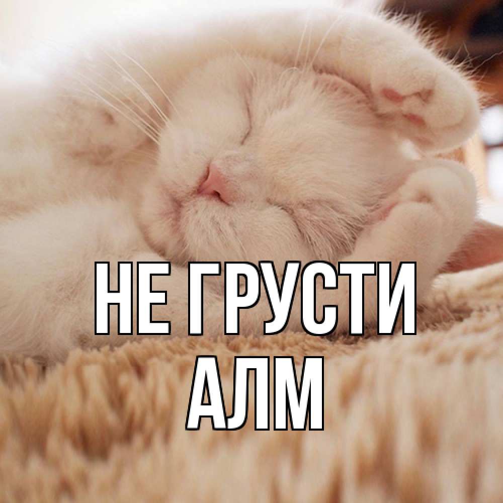 Открытка на каждый день с именем, Алм Не грусти белый кот Прикольная открытка с пожеланием онлайн скачать бесплатно 