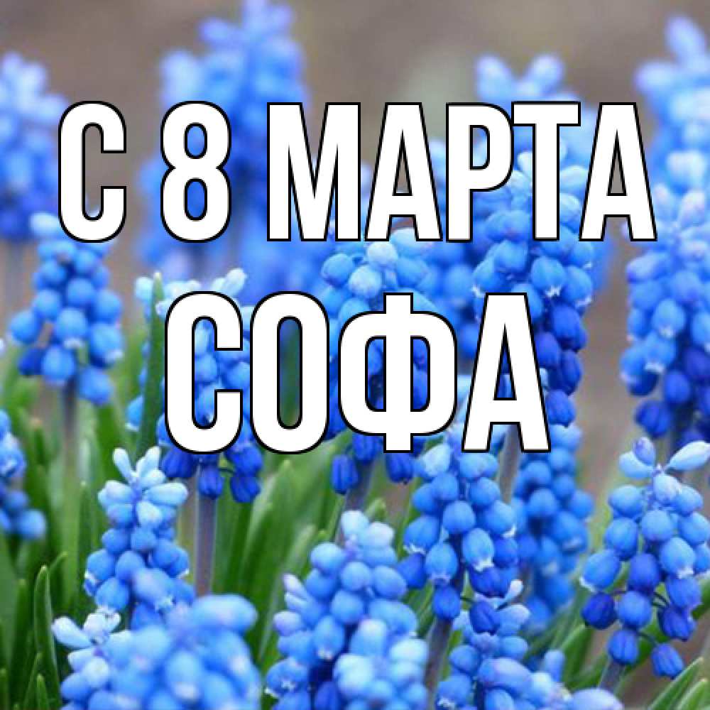 Открытка на каждый день с именем, Софа C 8 МАРТА Поздравительная открытка для женщин с цветами на праздничную дату Прикольная открытка с пожеланием онлайн скачать бесплатно 