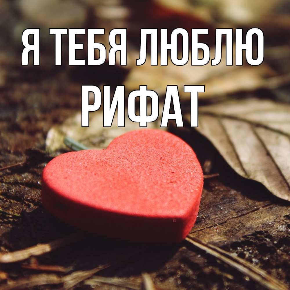 Открытка на каждый день с именем, Рифат Я тебя люблю листья деревье 4 Прикольная открытка с пожеланием онлайн скачать бесплатно 