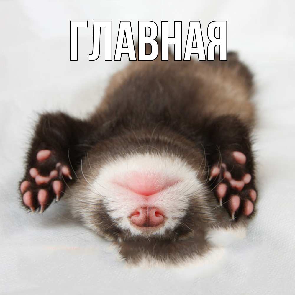 Открытка на каждый день с именем, настя Главная зверек Прикольная открытка с пожеланием онлайн скачать бесплатно 