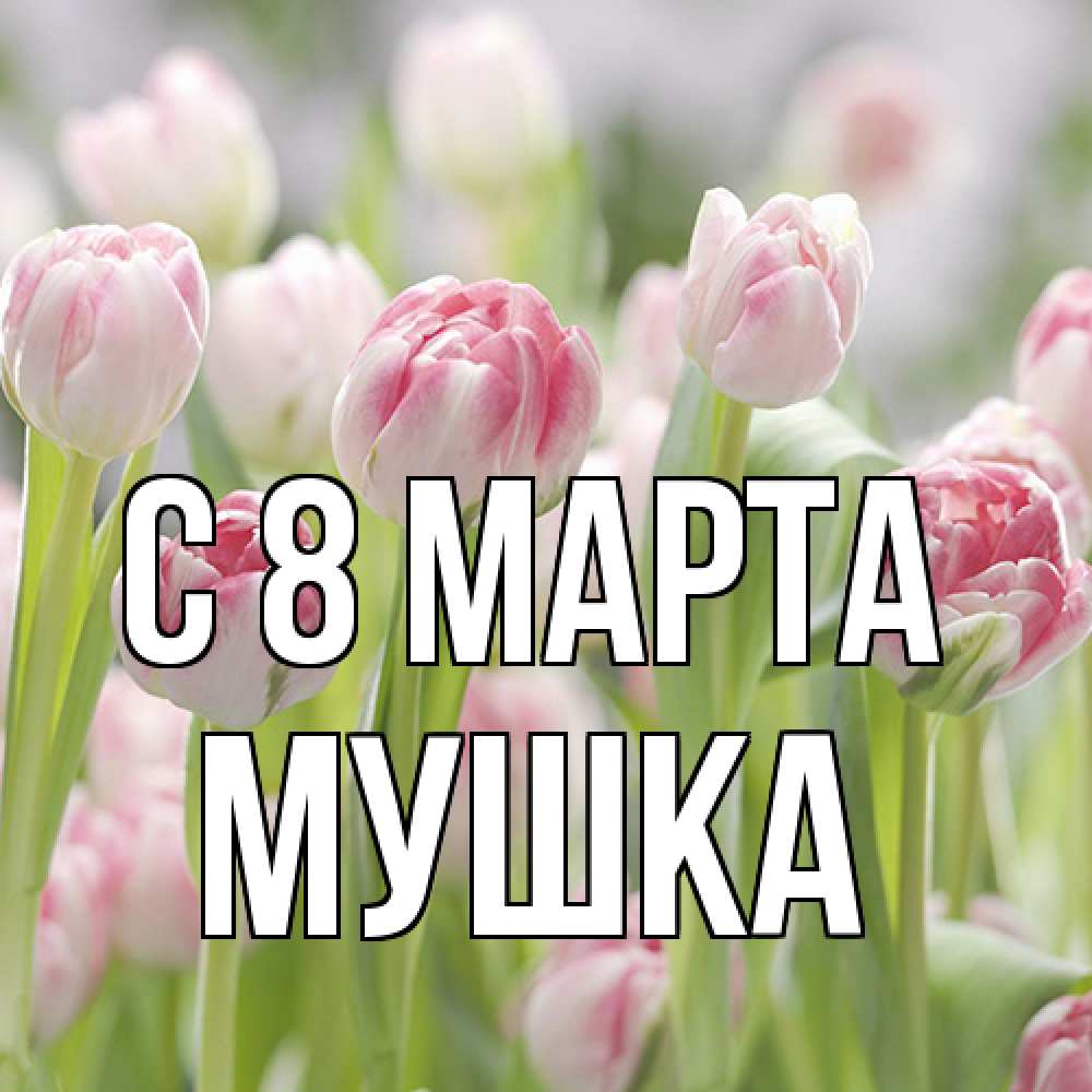 Открытка на каждый день с именем, мушка C 8 МАРТА цветы Прикольная открытка с пожеланием онлайн скачать бесплатно 