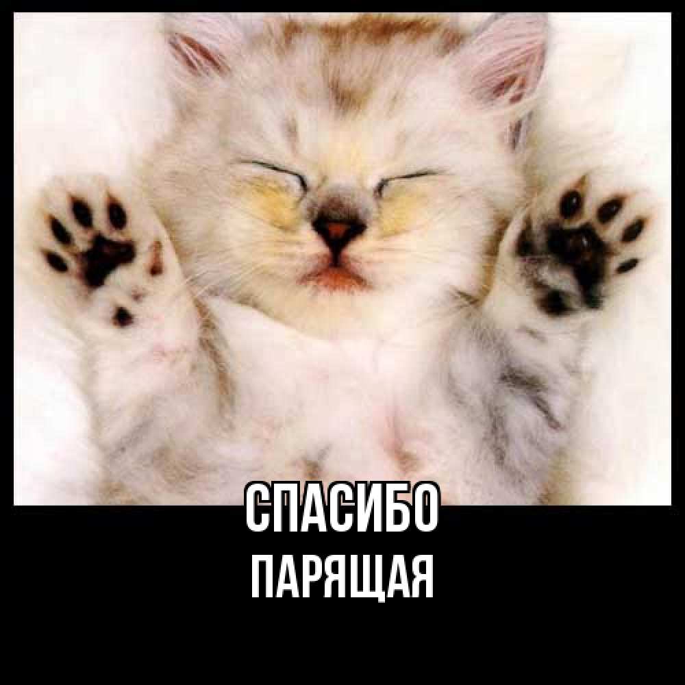 Открытка на каждый день с именем, Парящая Спасибо маленький котенок Прикольная открытка с пожеланием онлайн скачать бесплатно 