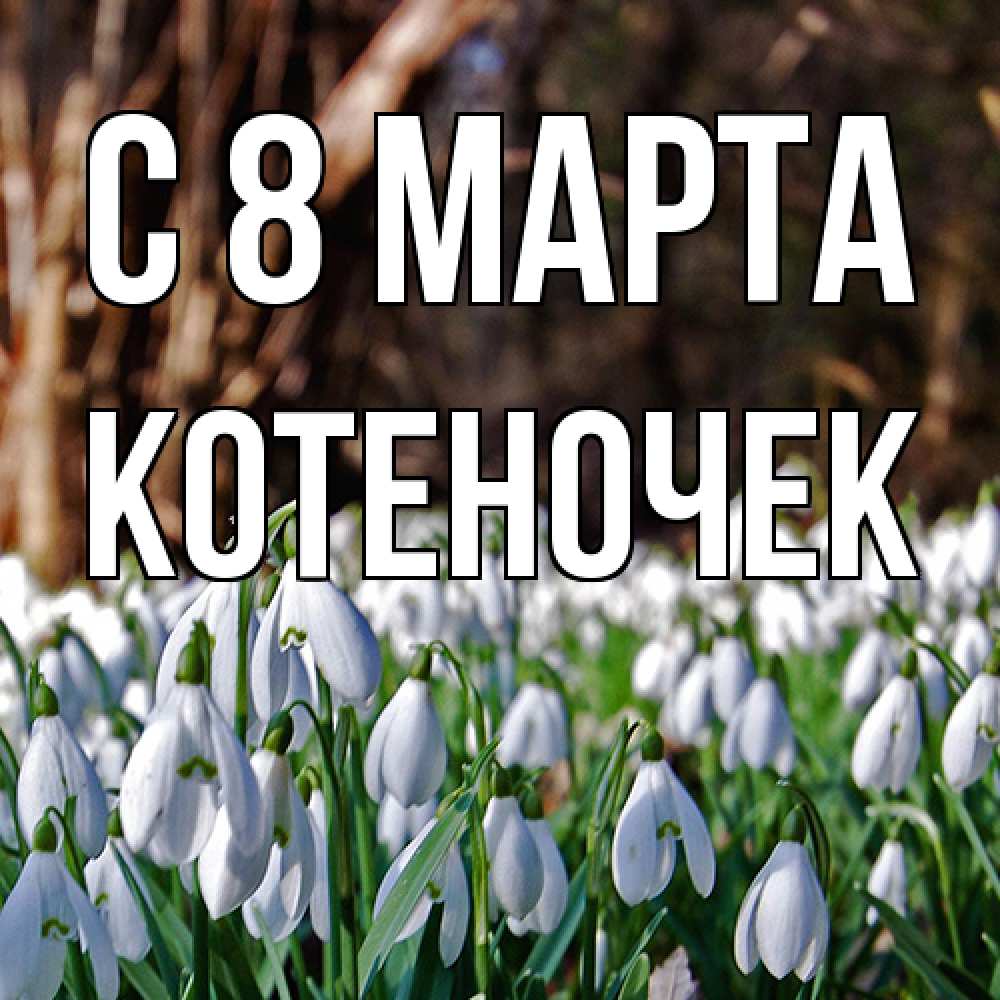 Открытка на каждый день с именем, Котеночек C 8 МАРТА с подснежниками 1 Прикольная открытка с пожеланием онлайн скачать бесплатно 