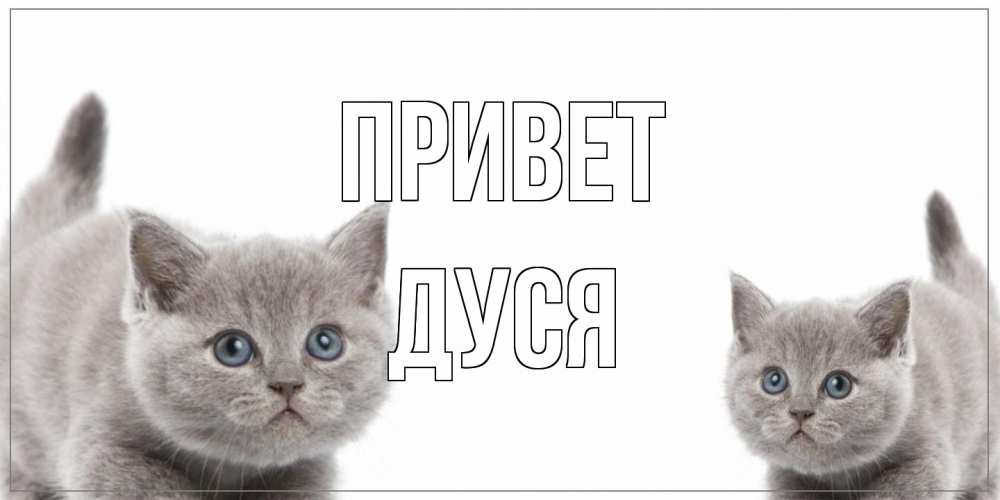 Открытка на каждый день с именем, Дуся Привет коты Прикольная открытка с пожеланием онлайн скачать бесплатно 