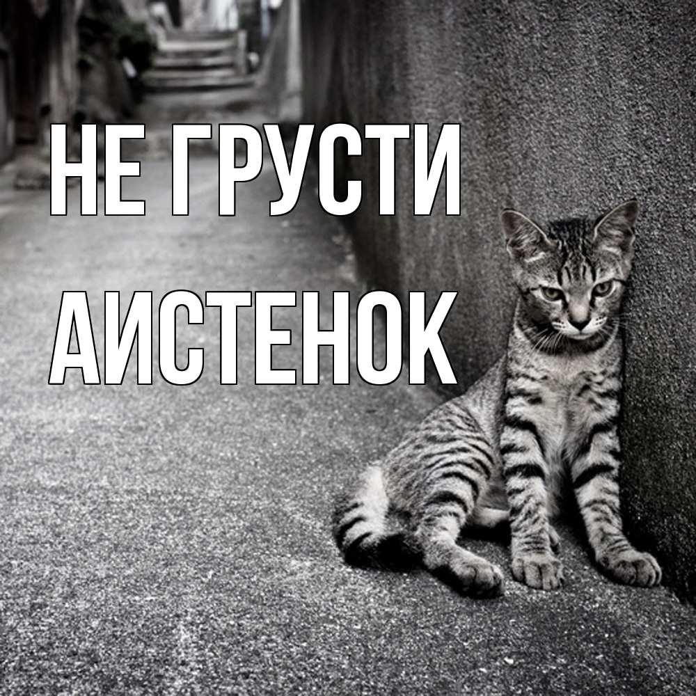 Открытка на каждый день с именем, аистенок Не грусти скучающий котик Прикольная открытка с пожеланием онлайн скачать бесплатно 