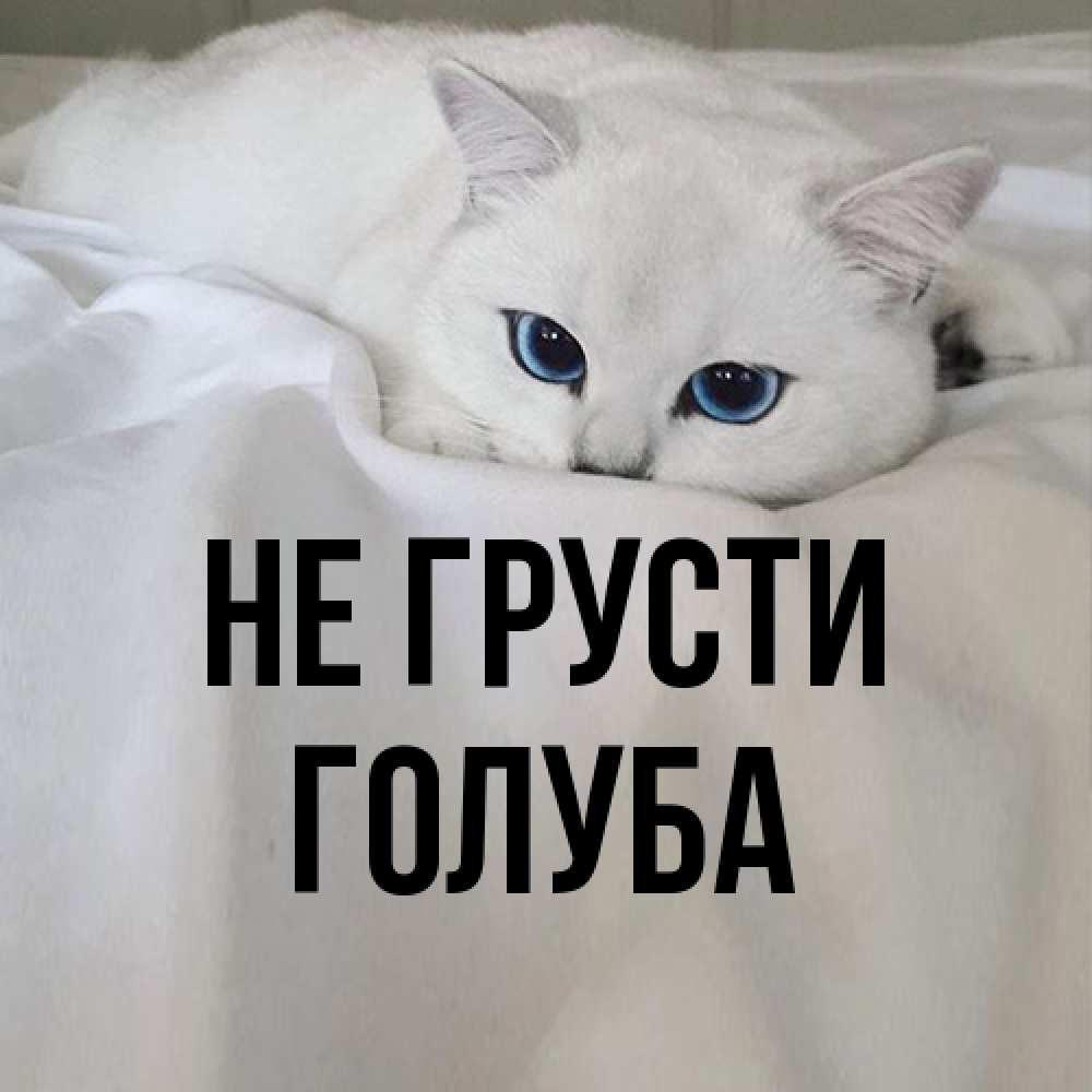 Открытка на каждый день с именем, Голуба Не грусти Голубоглазая кошка Прикольная открытка с пожеланием онлайн скачать бесплатно 