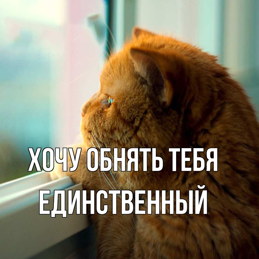 Открытка на каждый день с именем, Единственный Хочу обнять тебя большой огромный рыжий котяра Прикольная открытка с пожеланием онлайн скачать бесплатно 