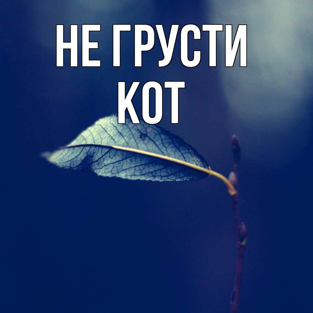 Открытка на каждый день с именем, Кот Не грусти растение Прикольная открытка с пожеланием онлайн скачать бесплатно 