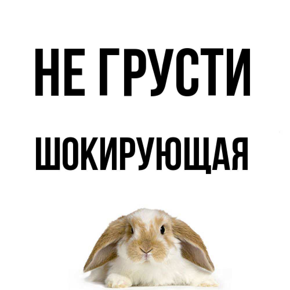 Открытка на каждый день с именем, Шокирующая Не грусти коричнево белый заяц с большими ушками Прикольная открытка с пожеланием онлайн скачать бесплатно 