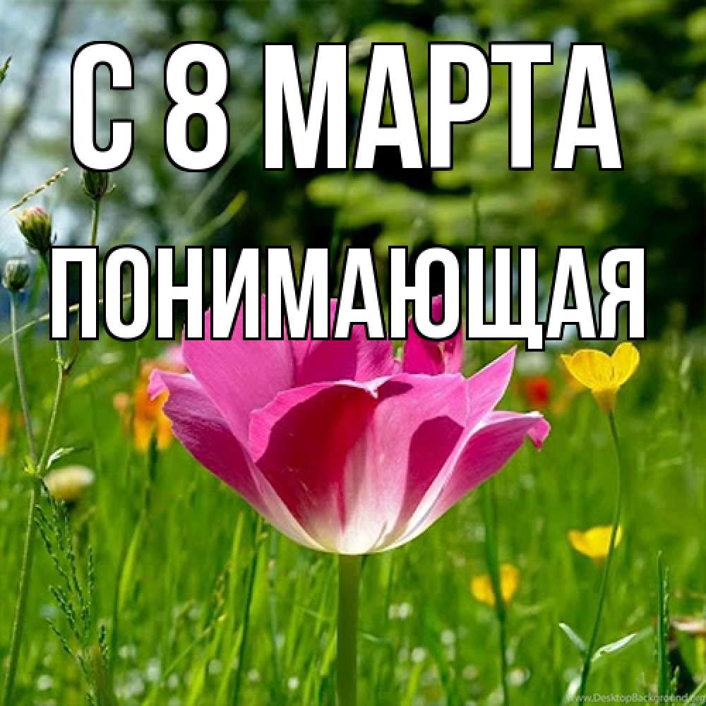 Открытка на каждый день с именем, Понимающая C 8 МАРТА полевые цветы Прикольная открытка с пожеланием онлайн скачать бесплатно 