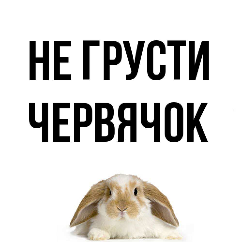 Открытка на каждый день с именем, Червячок Не грусти коричнево белый заяц с большими ушками Прикольная открытка с пожеланием онлайн скачать бесплатно 