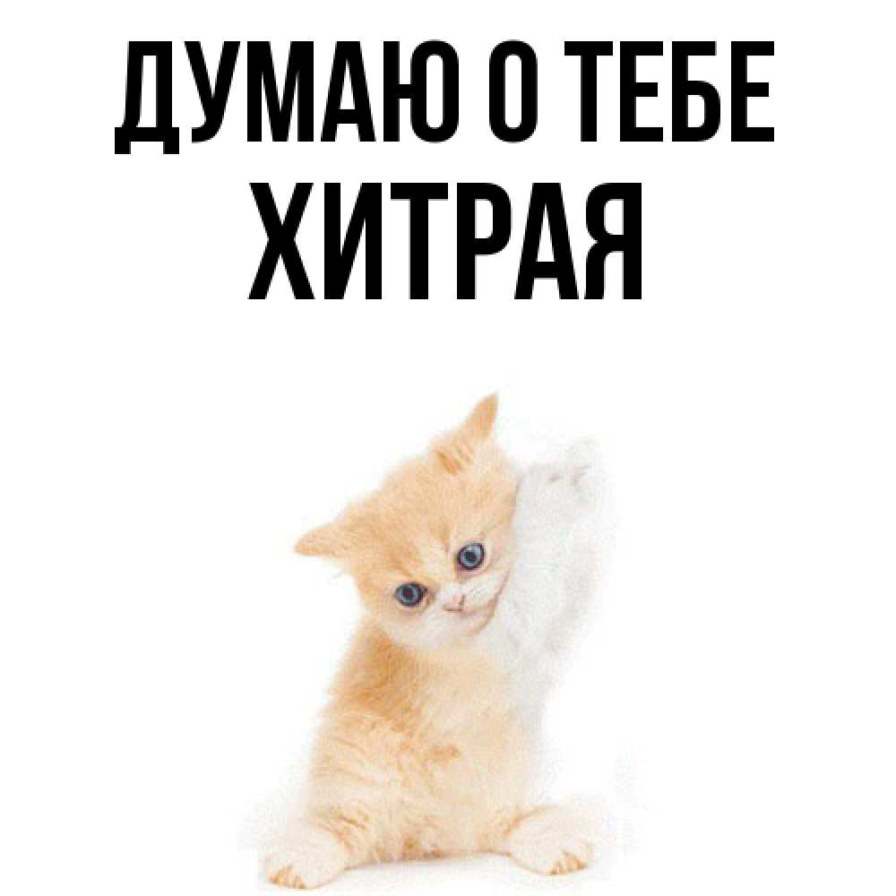 Открытка на каждый день с именем, хитрая Думаю о тебе зверушки и милота Прикольная открытка с пожеланием онлайн скачать бесплатно 