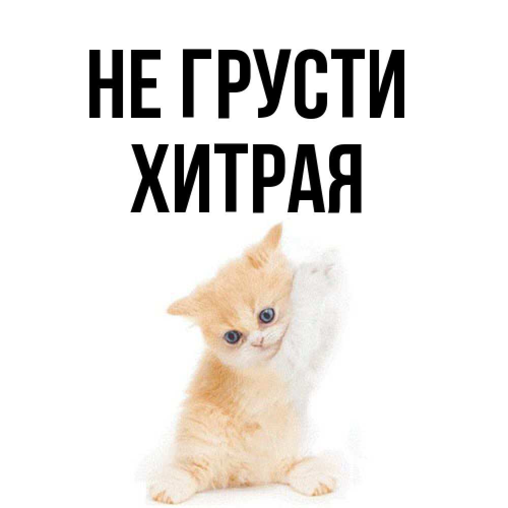 Открытка на каждый день с именем, хитрая Не грусти просящий кот Прикольная открытка с пожеланием онлайн скачать бесплатно 