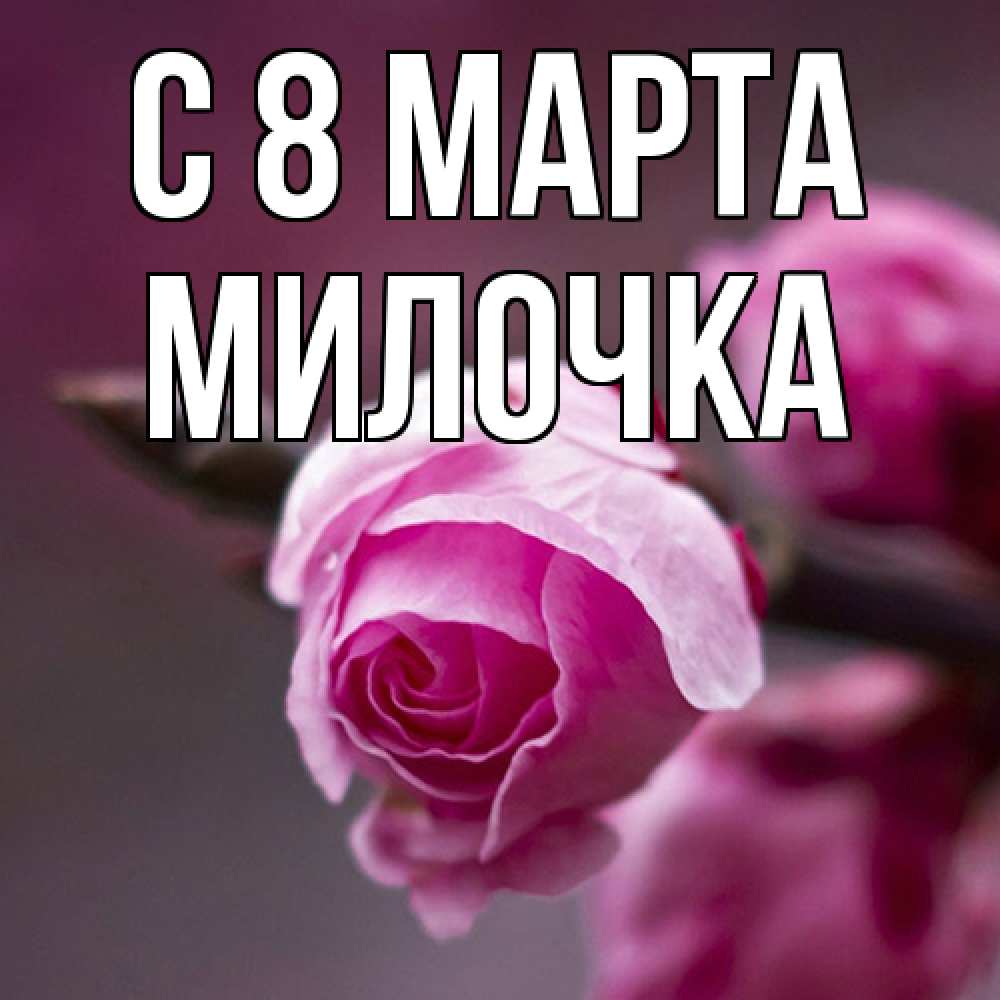 Открытка на каждый день с именем, Милочка C 8 МАРТА весна Прикольная открытка с пожеланием онлайн скачать бесплатно 