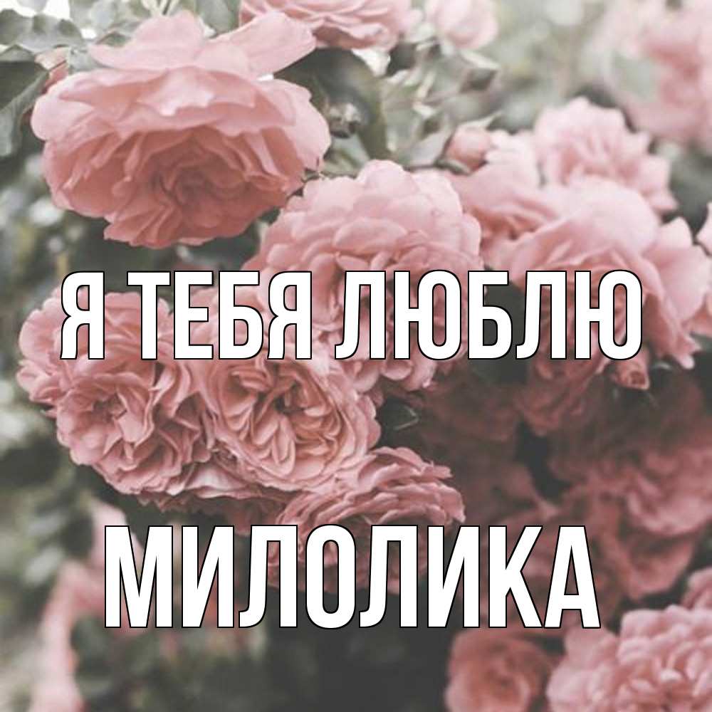 Открытка на каждый день с именем, Милолика Я тебя люблю розы 3 Прикольная открытка с пожеланием онлайн скачать бесплатно 