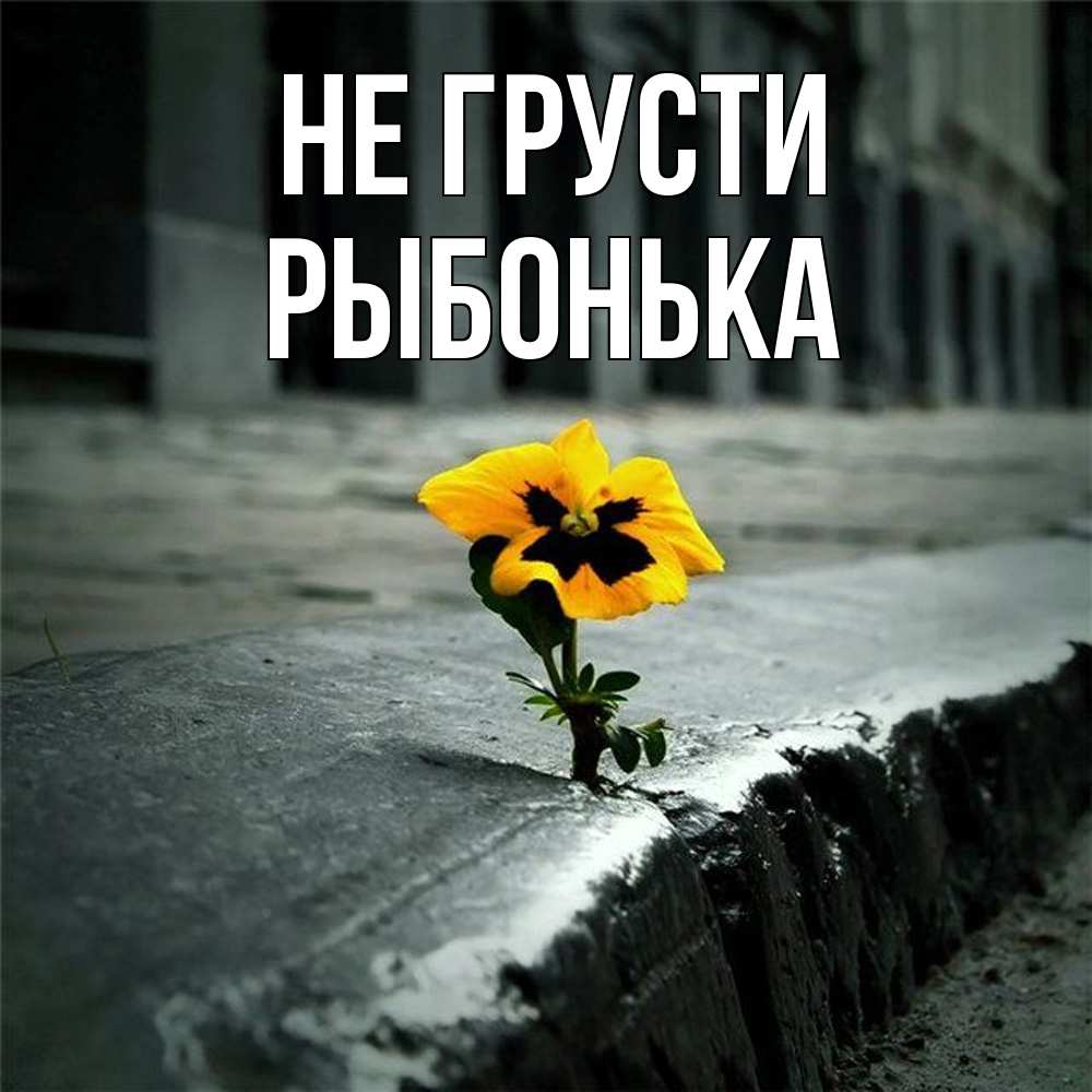 Открытка на каждый день с именем, Рыбонька Не грусти не сдавайся Прикольная открытка с пожеланием онлайн скачать бесплатно 