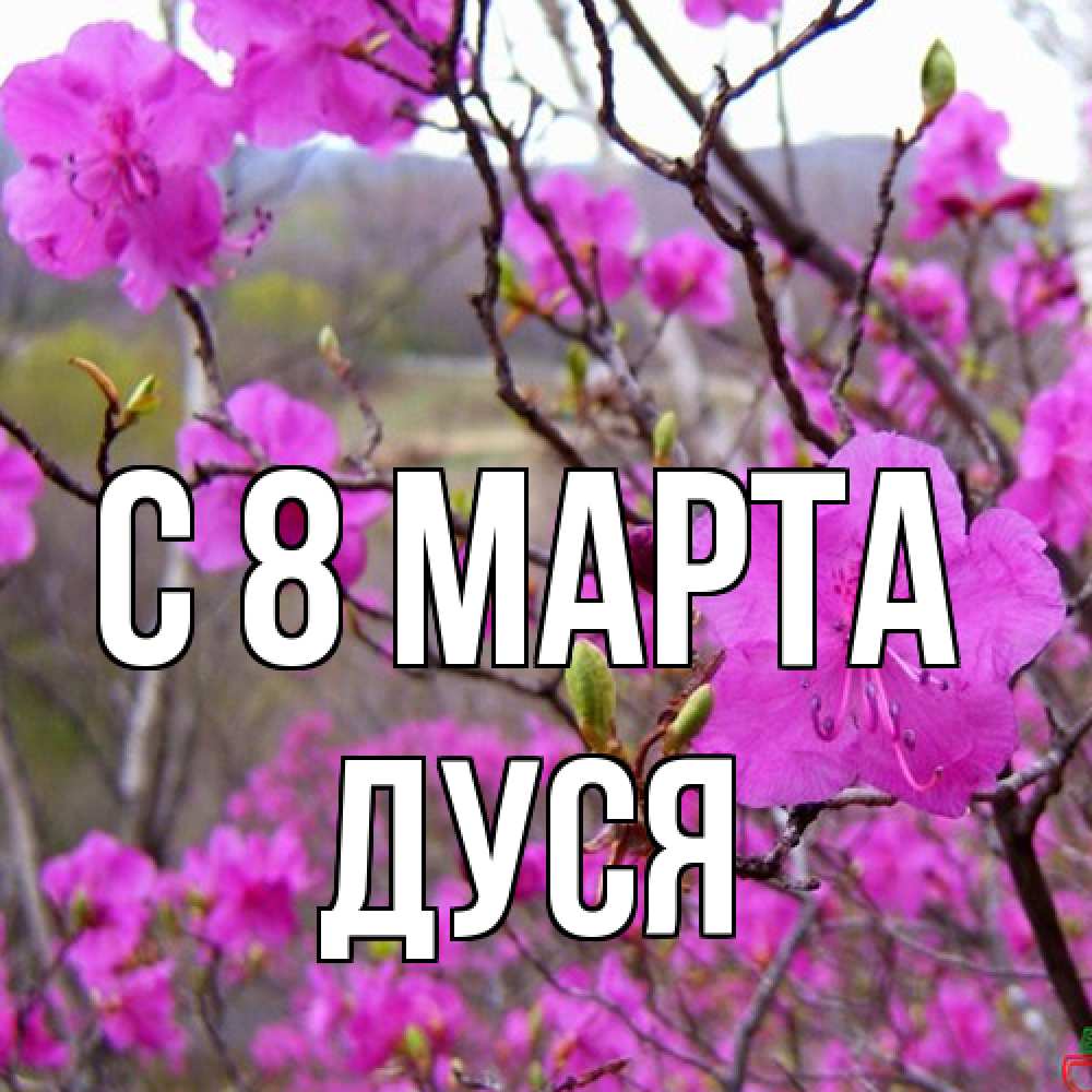 Открытка на каждый день с именем, Дуся C 8 МАРТА международный женский день Прикольная открытка с пожеланием онлайн скачать бесплатно 