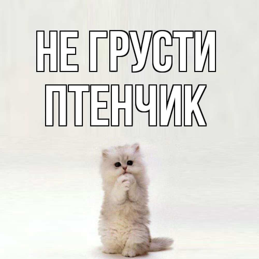 Открытка на каждый день с именем, Птенчик Не грусти грустный кот Прикольная открытка с пожеланием онлайн скачать бесплатно 
