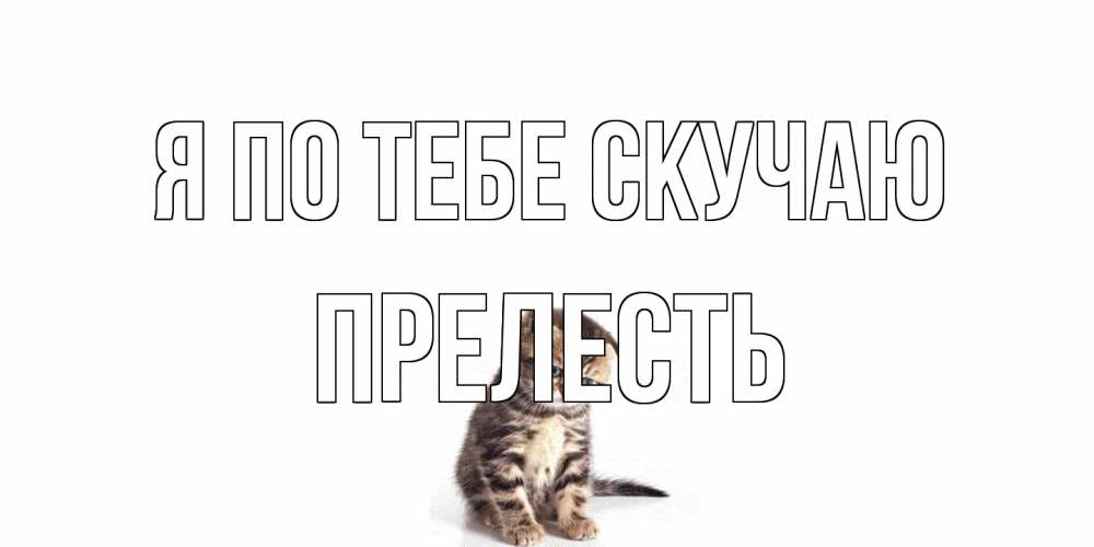 Открытка на каждый день с именем, прелесть Я по тебе скучаю кот Прикольная открытка с пожеланием онлайн скачать бесплатно 