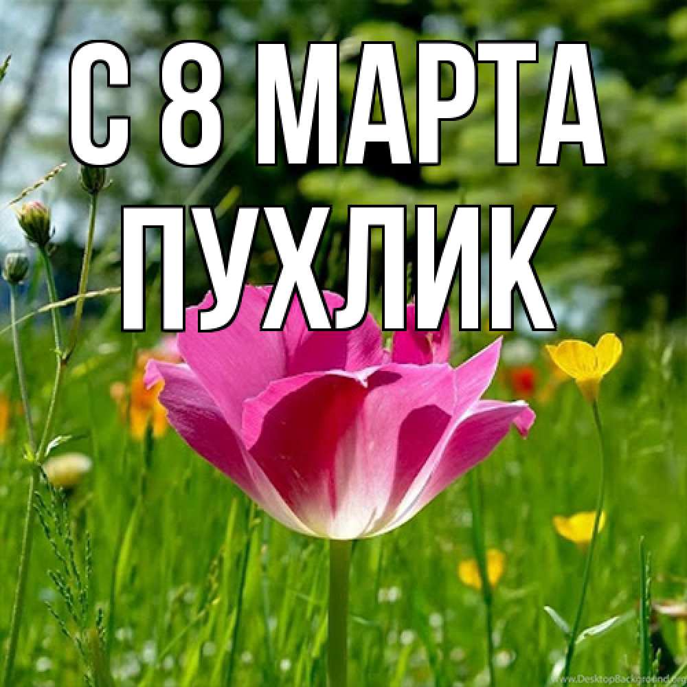 Открытка на каждый день с именем, пухлик C 8 МАРТА полевые цветы Прикольная открытка с пожеланием онлайн скачать бесплатно 
