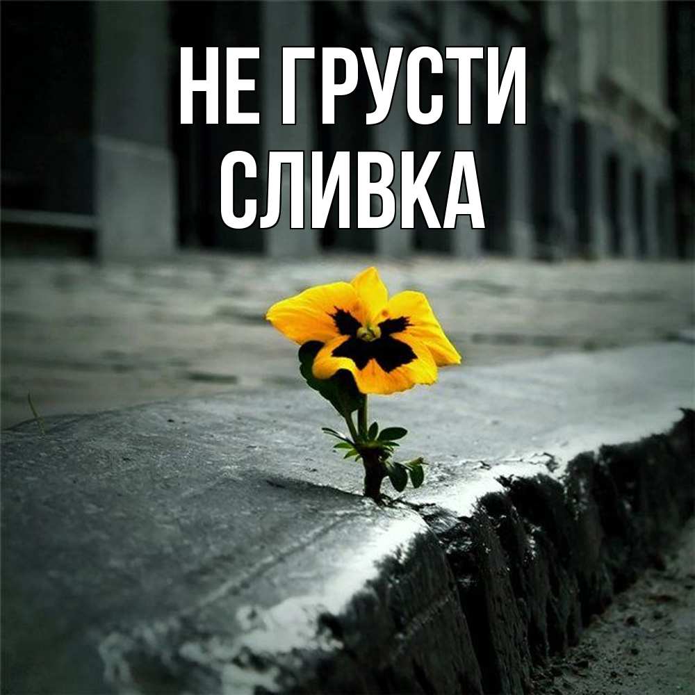 Открытка на каждый день с именем, Сливка Не грусти не сдавайся Прикольная открытка с пожеланием онлайн скачать бесплатно 