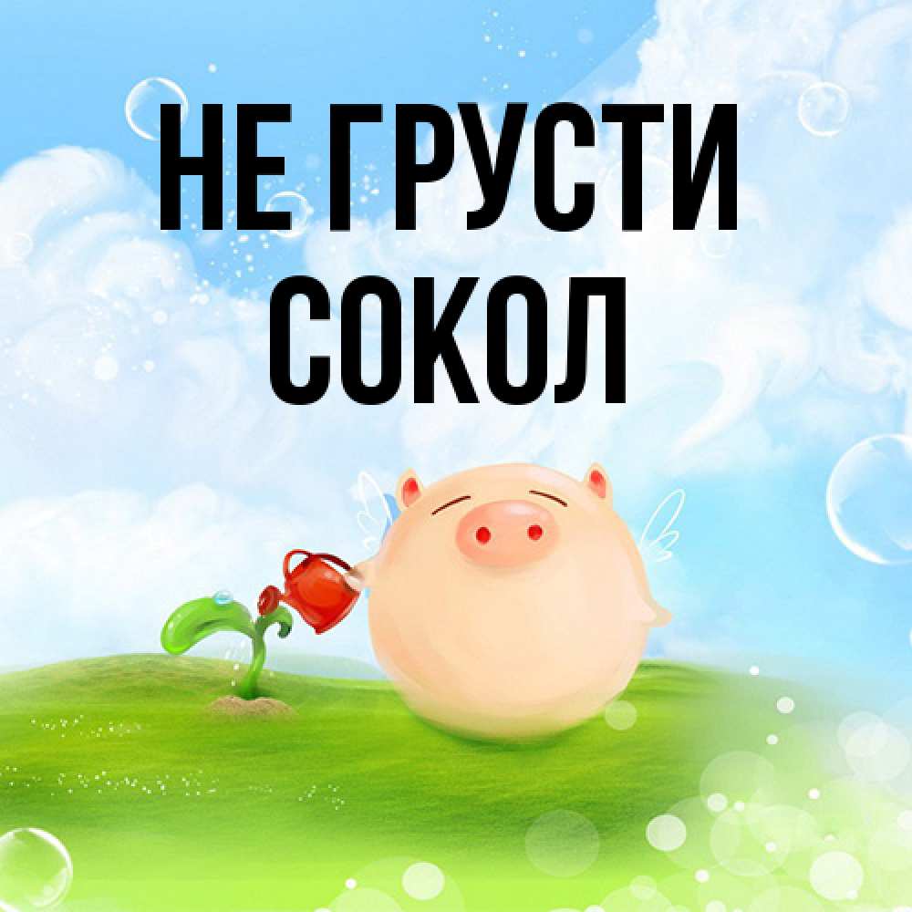 Открытка на каждый день с именем, Сокол Не грусти поливает цветок порося Прикольная открытка с пожеланием онлайн скачать бесплатно 