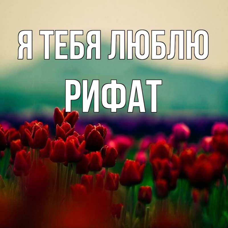Картинка Я тебя люблю, Рифат