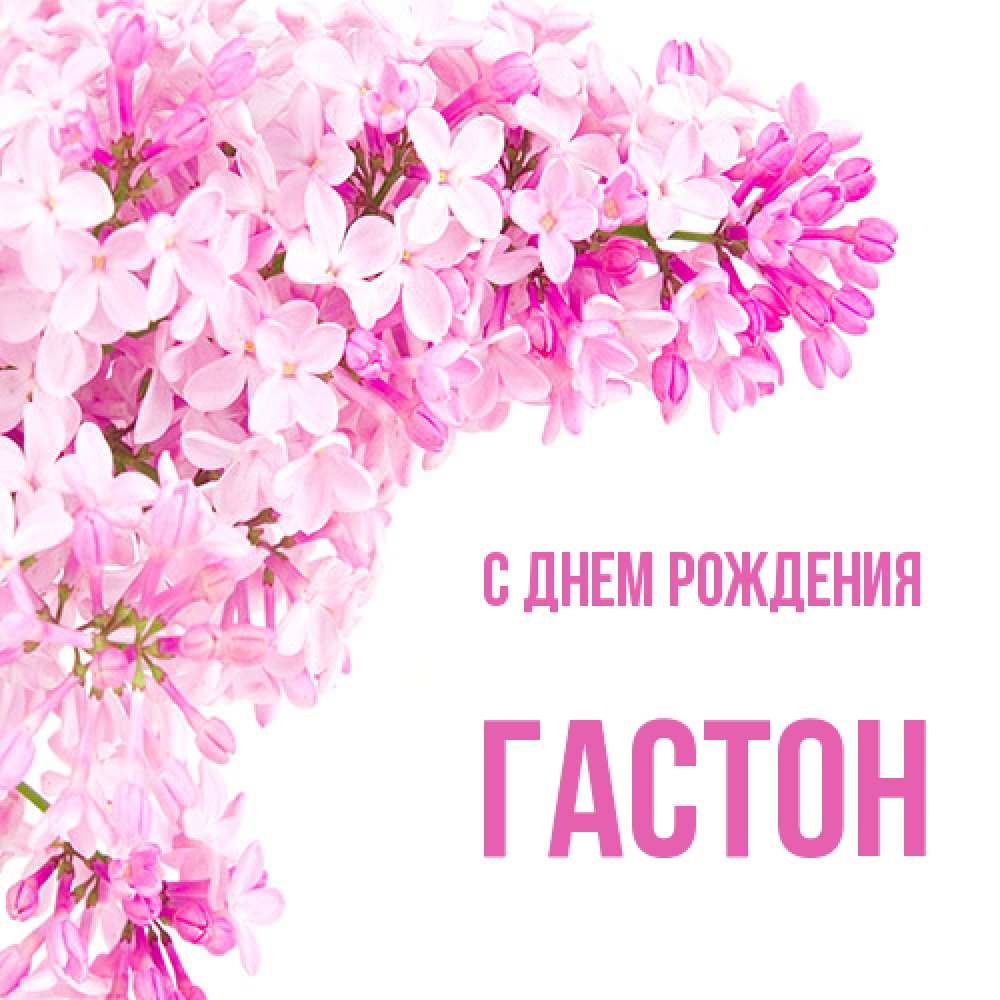 Открытка на каждый день с именем, Гастон С днем рождения Сирень на белом фоне Прикольная открытка с пожеланием онлайн скачать бесплатно 