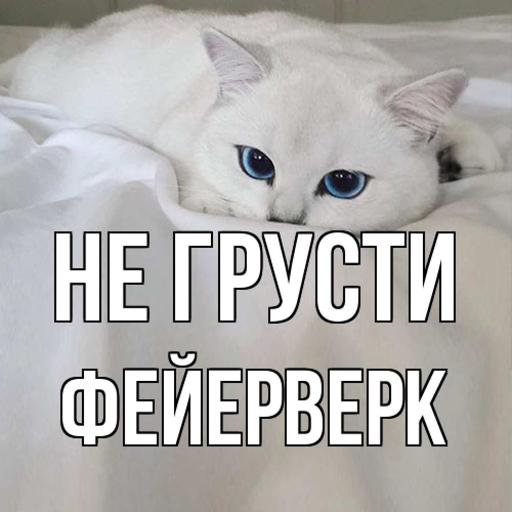 Открытка на каждый день с именем, Фейерверк Не грусти белый кот с голубыми глазами на белоснежной кровати Прикольная открытка с пожеланием онлайн скачать бесплатно 