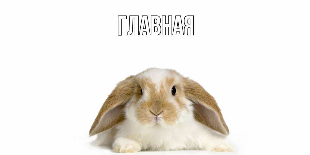 Открытка на каждый день с именем, настя Главная вислоухий кролик белого и коричневого цвета Прикольная открытка с пожеланием онлайн скачать бесплатно 