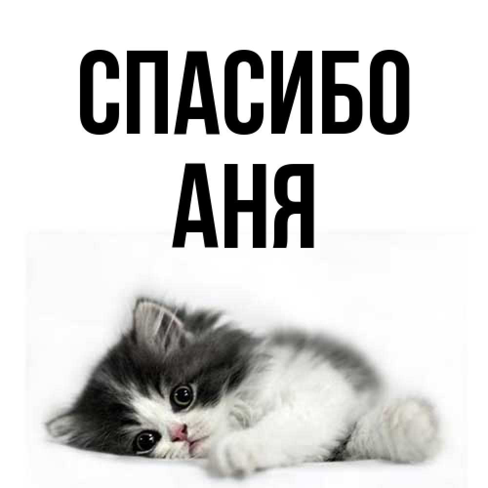 Открытка на каждый день с именем, Аня Спасибо черный и белый кот Прикольная открытка с пожеланием онлайн скачать бесплатно 