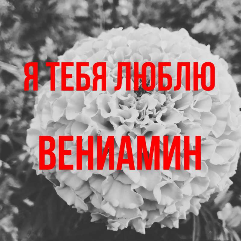 Картинка Я тебя люблю, Вениамин