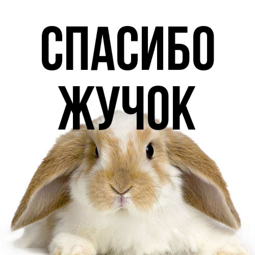 Открытка на каждый день с именем, жучок Спасибо коричнево белый заяц Прикольная открытка с пожеланием онлайн скачать бесплатно 