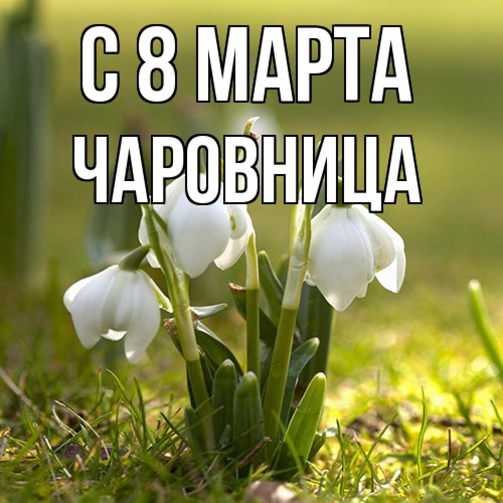 Открытка на каждый день с именем, чаровница C 8 МАРТА ранние цветы 2 Прикольная открытка с пожеланием онлайн скачать бесплатно 