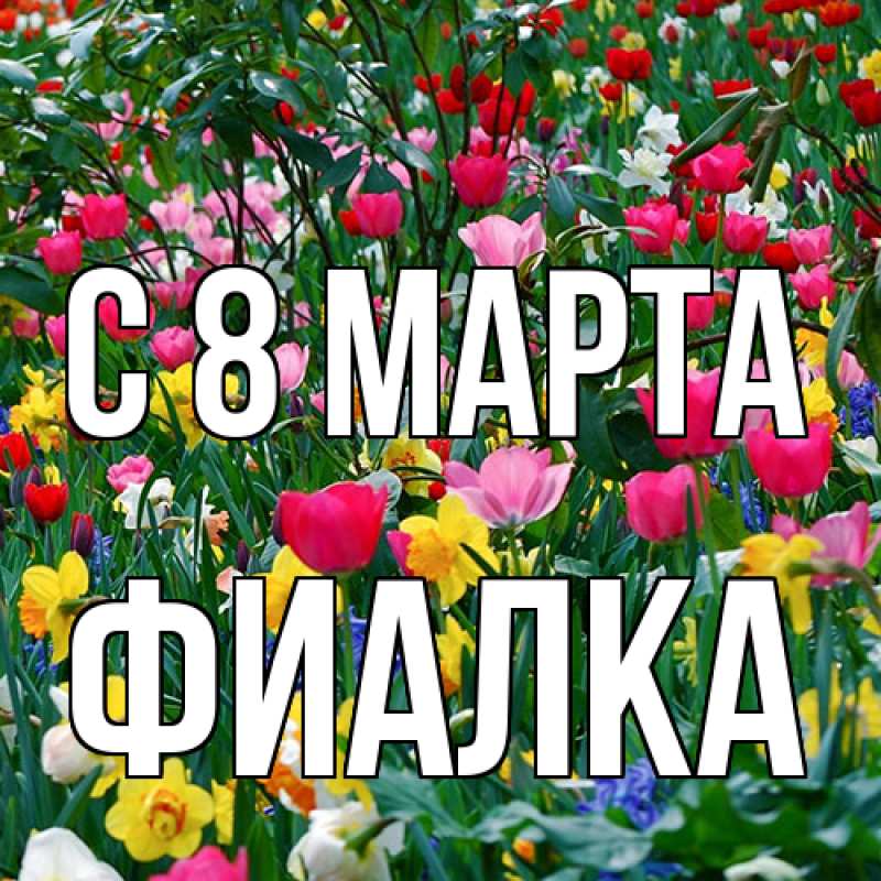 Картинка C 8 МАРТА, Фиалка