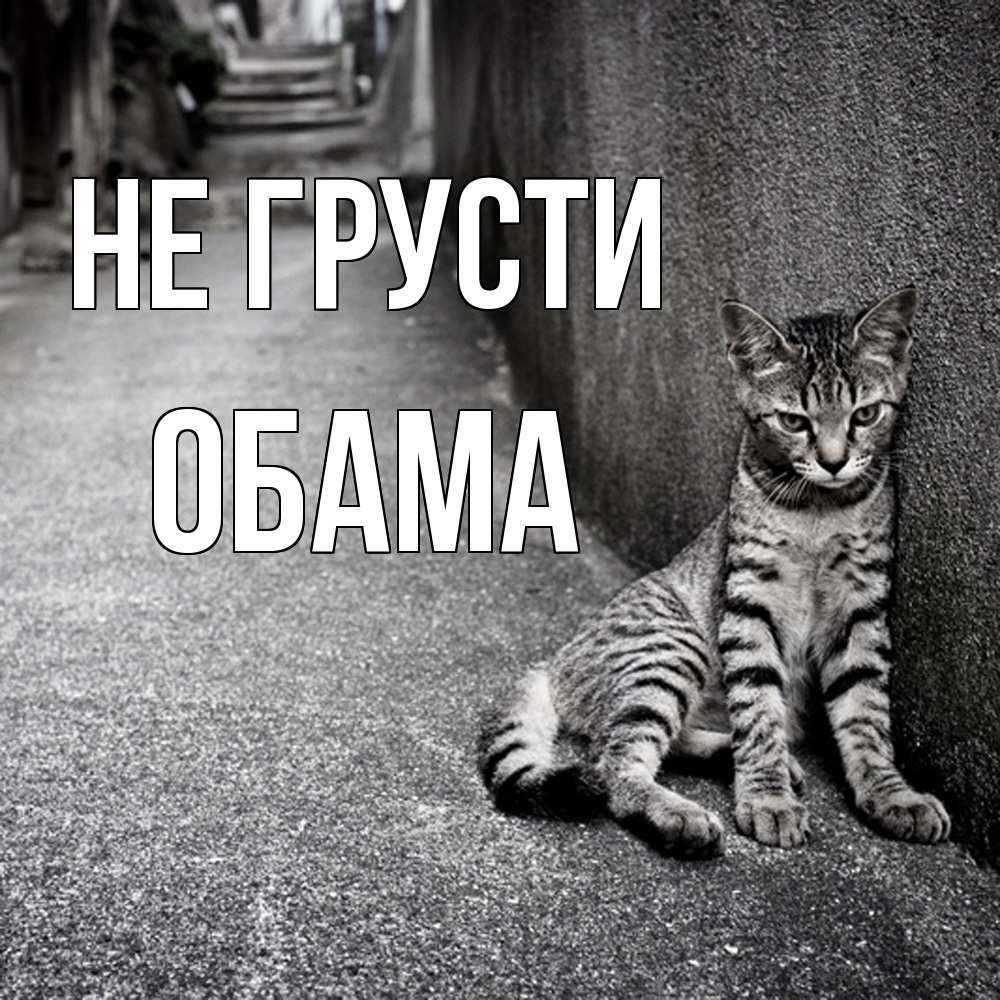 Открытка на каждый день с именем, Обама Не грусти скучающий котик Прикольная открытка с пожеланием онлайн скачать бесплатно 