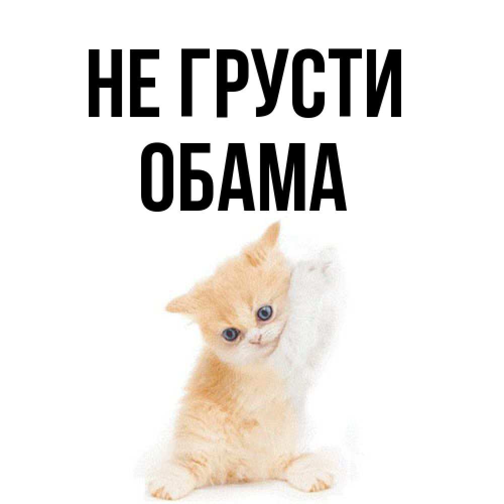Открытка на каждый день с именем, Обама Не грусти просящий кот Прикольная открытка с пожеланием онлайн скачать бесплатно 