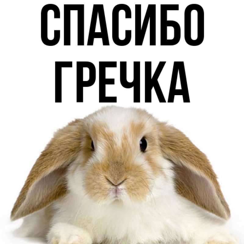 Картинка Спасибо, Гречка