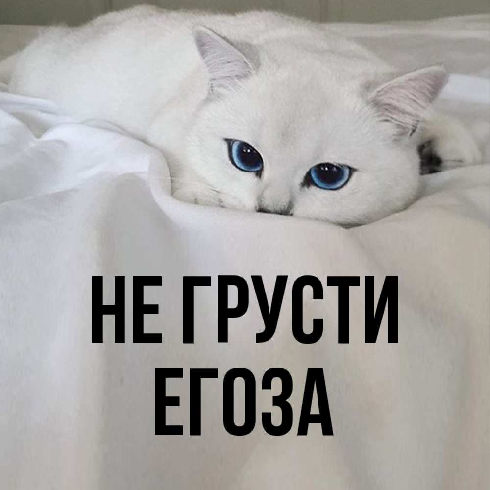 Открытка на каждый день с именем, егоза Не грусти Голубоглазая кошка Прикольная открытка с пожеланием онлайн скачать бесплатно 