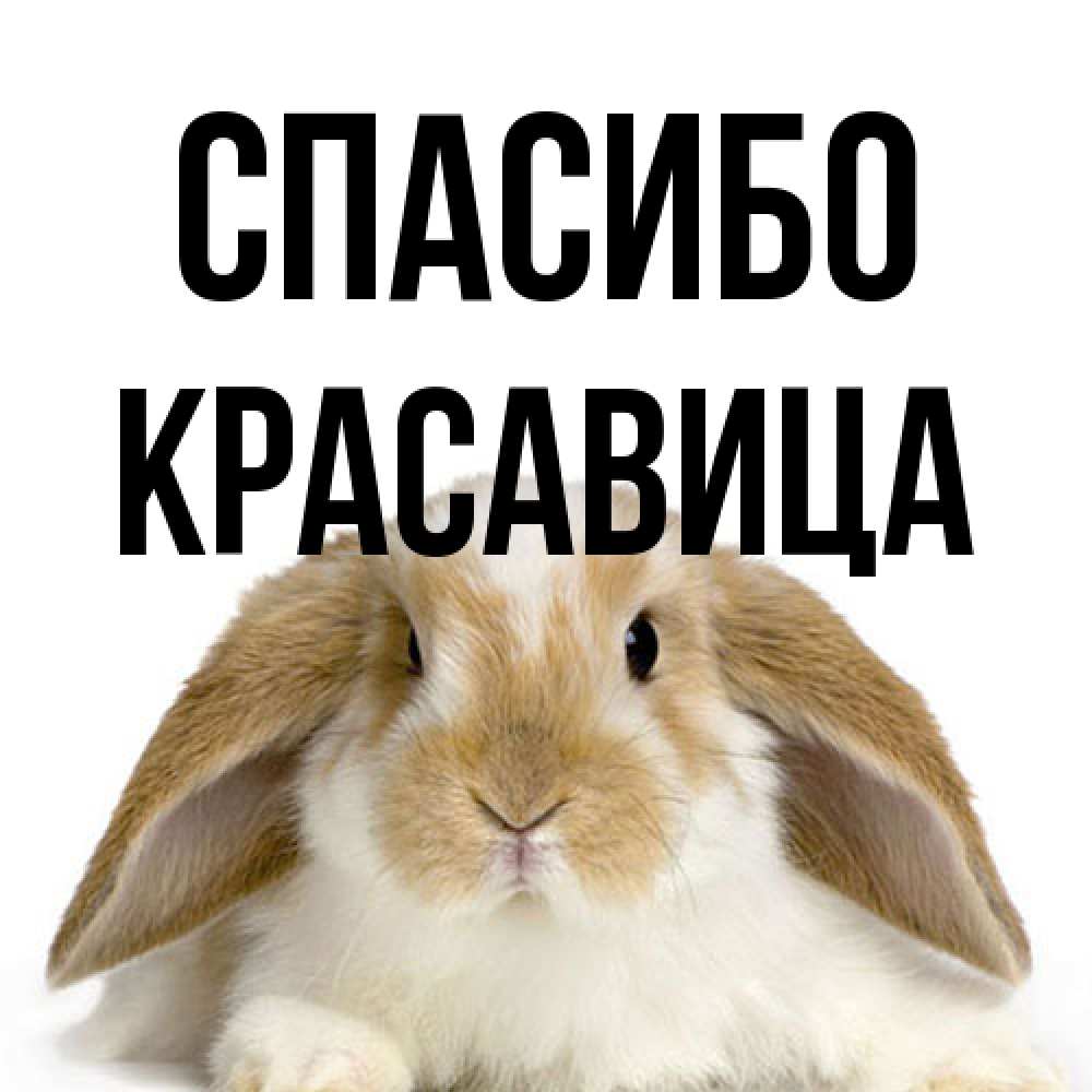 Открытка на каждый день с именем, Красавица Спасибо коричнево белый заяц Прикольная открытка с пожеланием онлайн скачать бесплатно 