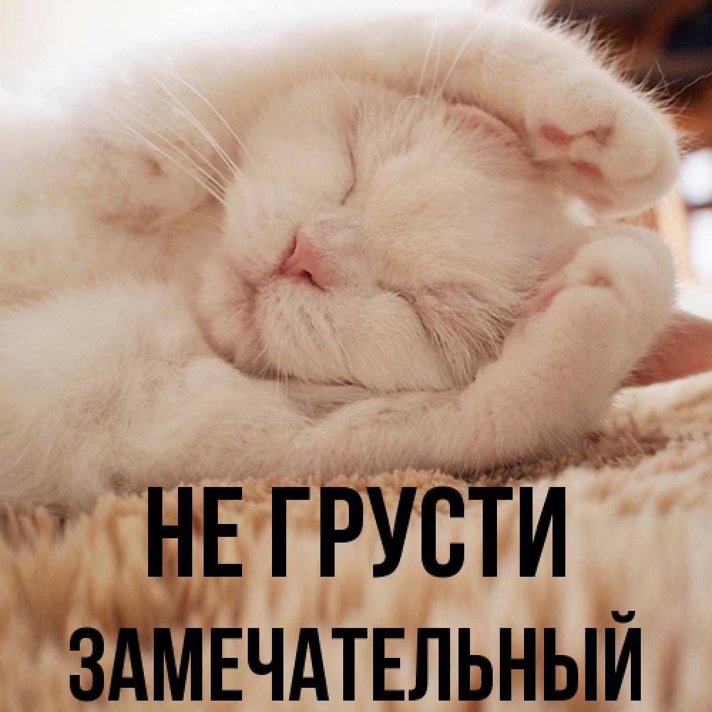 Открытка на каждый день с именем, Замечательный Не грусти Котенок спит Прикольная открытка с пожеланием онлайн скачать бесплатно 