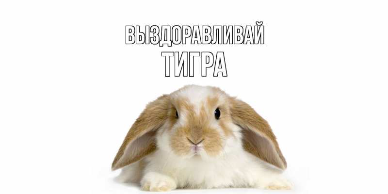 Картинка Выздоравливай, Тигра