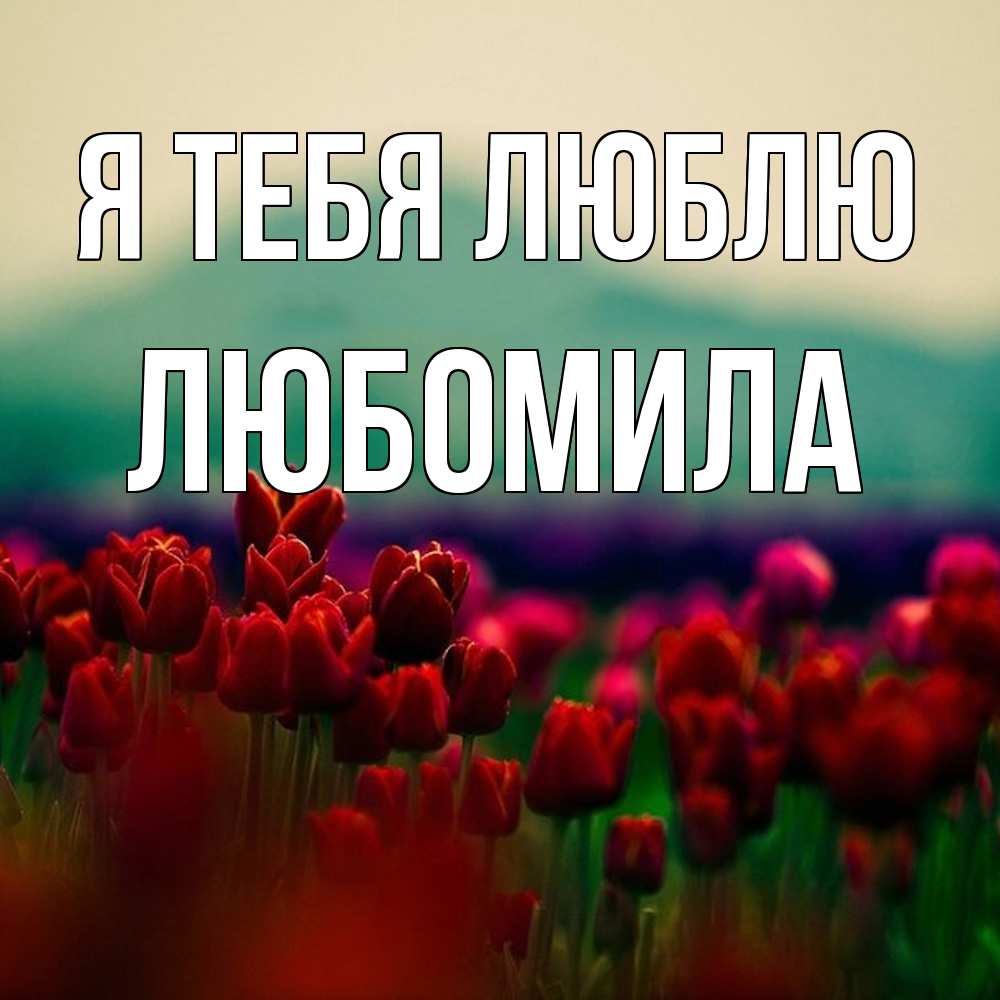 Открытка на каждый день с именем, Любомила Я тебя люблю тюльпаны 4 Прикольная открытка с пожеланием онлайн скачать бесплатно 