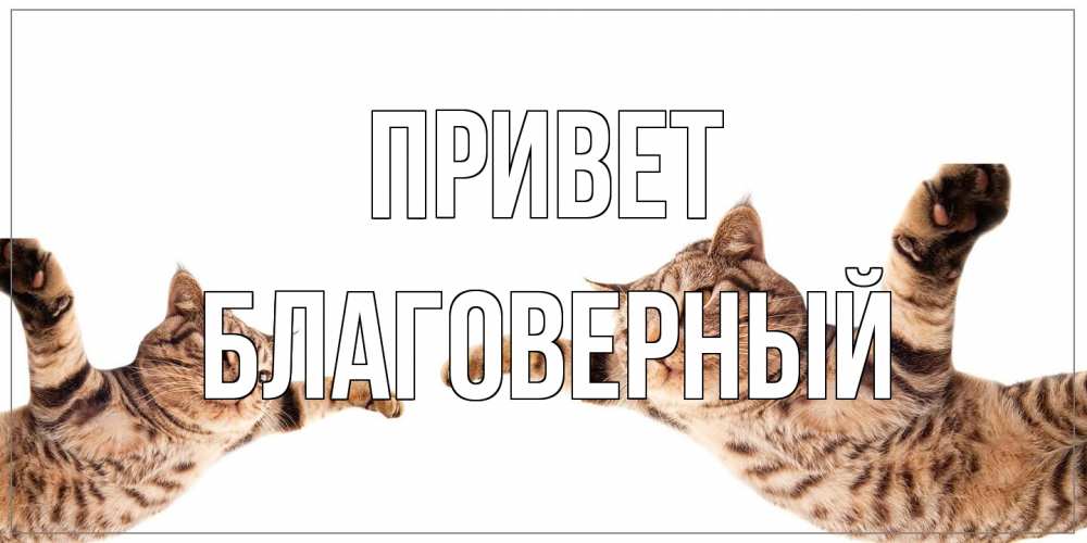 Открытка на каждый день с именем, Благоверный Привет кот Прикольная открытка с пожеланием онлайн скачать бесплатно 