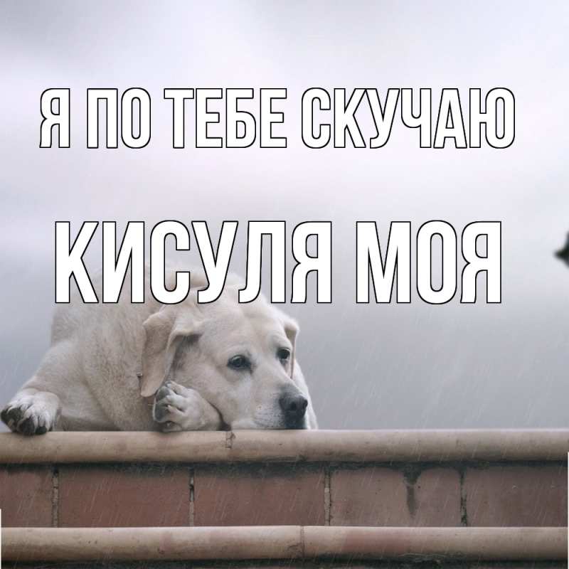 Картинка Я по тебе скучаю, Кисуля моя