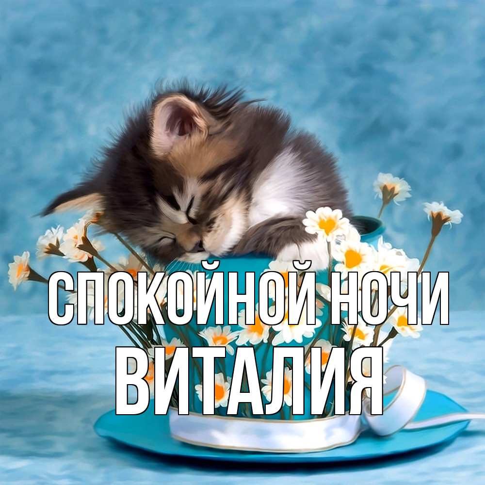 Открытка на каждый день с именем, Виталия Спокойной ночи котенок спит в кружке с блюдцем Прикольная открытка с пожеланием онлайн скачать бесплатно 