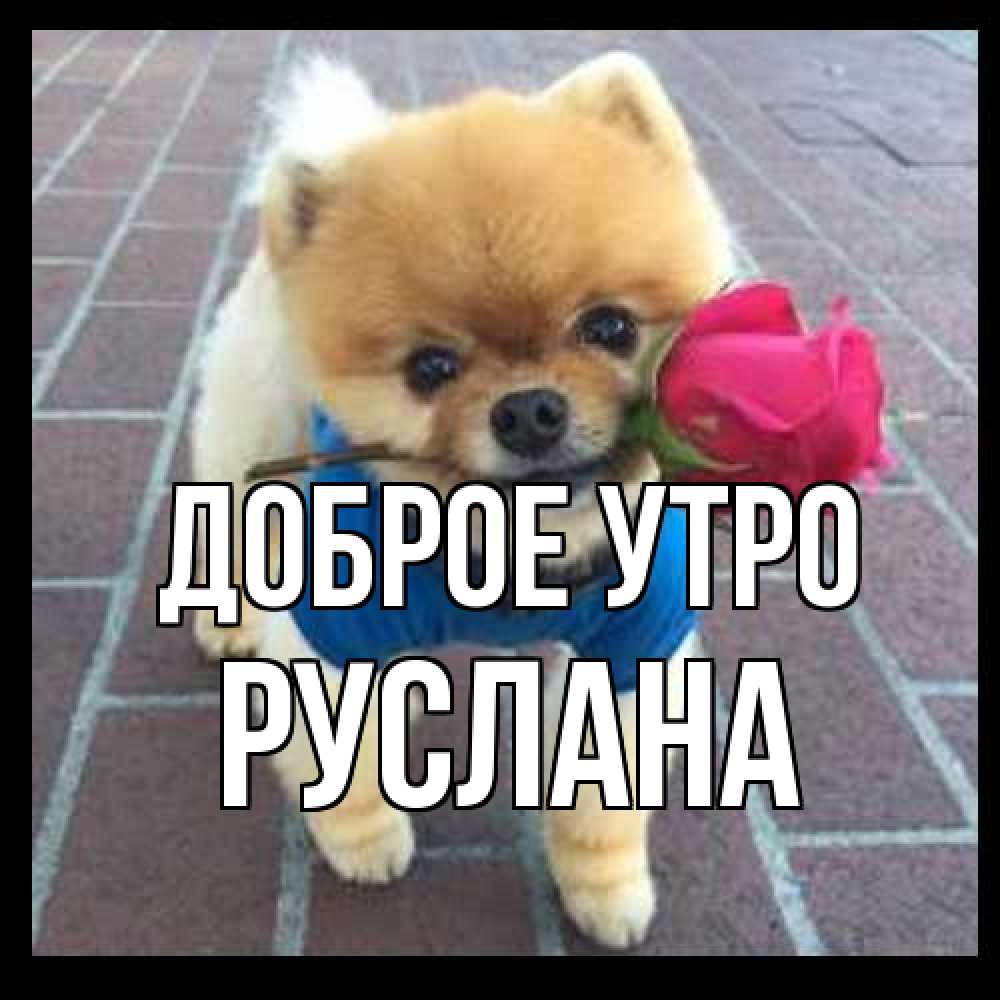 Открытка на каждый день с именем, Руслана Доброе утро роза в зубах Прикольная открытка с пожеланием онлайн скачать бесплатно 