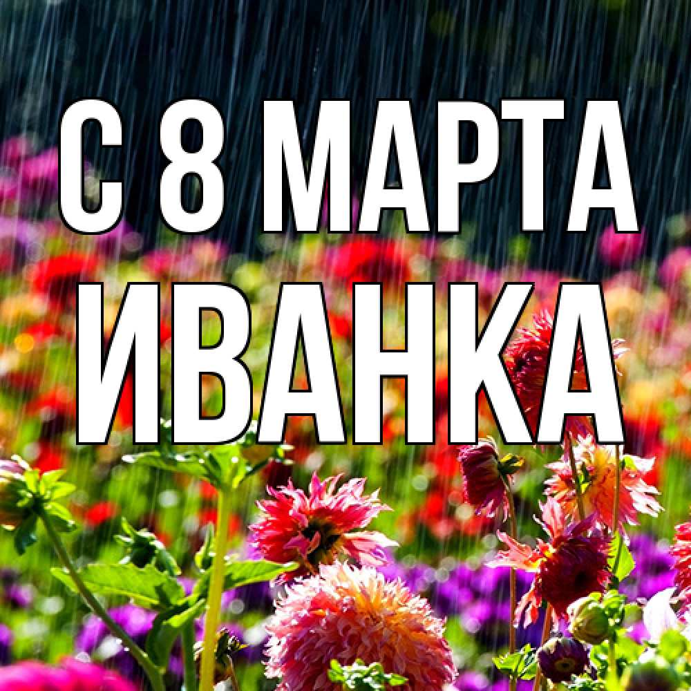 Открытка на каждый день с именем, Иванка C 8 МАРТА цветы под дождиком к международному женскому дню Прикольная открытка с пожеланием онлайн скачать бесплатно 
