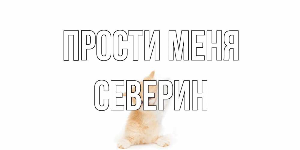 Открытка на каждый день с именем, Северин Прости меня кот Прикольная открытка с пожеланием онлайн скачать бесплатно 